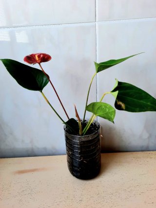 Planta de interior Anturio Rojo