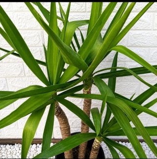 Pianta Yucca Tronchetto Multipla H 107cm+H 95 CM +