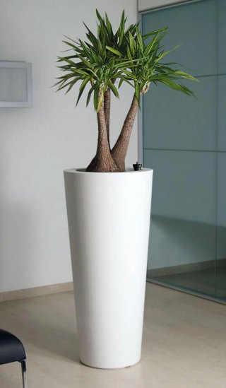 Pianta Yucca Tronchetto Multipla H 107cm+H 95 CM +