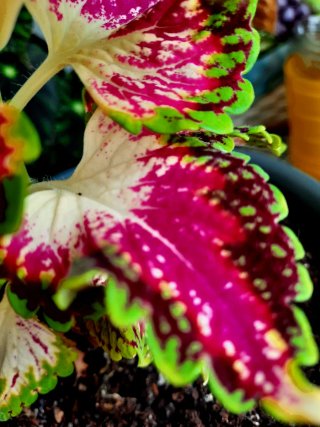 Planta Coleus con hojas coloridas.
