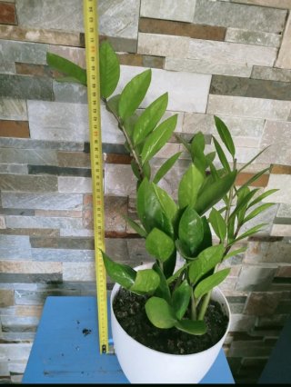 Zamioculca en maceta blanca
