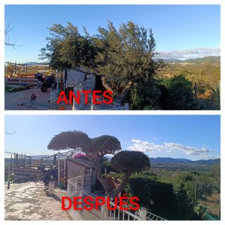 ⭐⭐⭐⭐⭐JARDINERO TRABAJO HECHO EN RIUDOMS