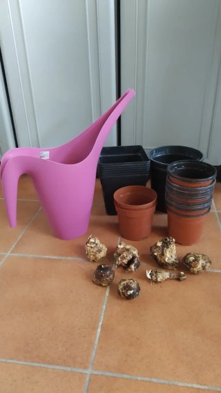 Lote, Regadera Ikea, Tiestos y Bulbos Cala morada