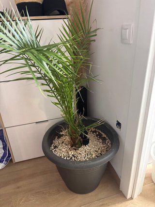 Palmera de interior