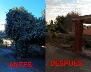 JARDINERO  TRABAJO HECHO EN ELS COCONS