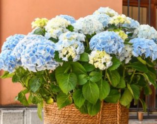 Hortensias varitas, colores varios