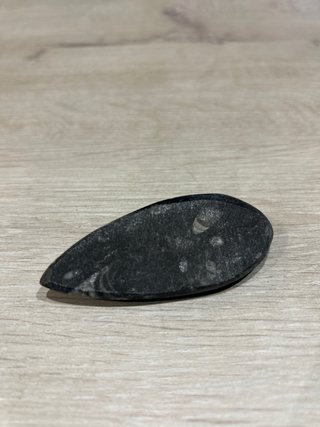 Fósil Orthoceras Pulido