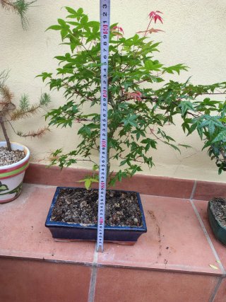 Arce Japonés Bonsai,Acer palmatum deshojo