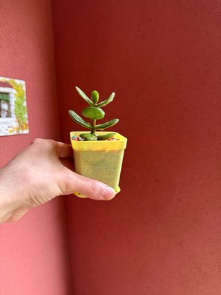 Pack Ahorro: 3 Mini Plantas Jade por solo 5€