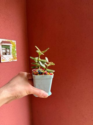 Pack Ahorro: 3 Mini Plantas Jade por solo 5€