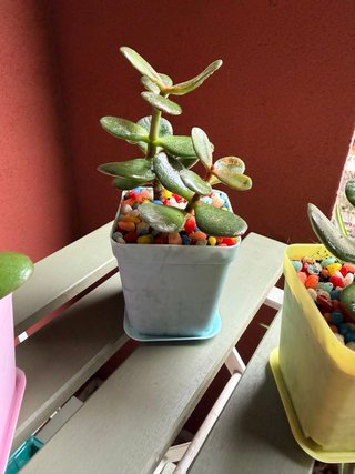 Pack Ahorro: 3 Mini Plantas Jade por solo 5€
