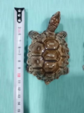 Lote 2 tortugas porcelana vintage Wade Porcelain