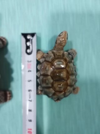 Lote 2 tortugas porcelana vintage Wade Porcelain