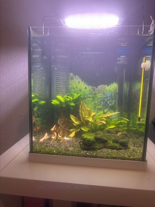 Pecera 20L con accesorios