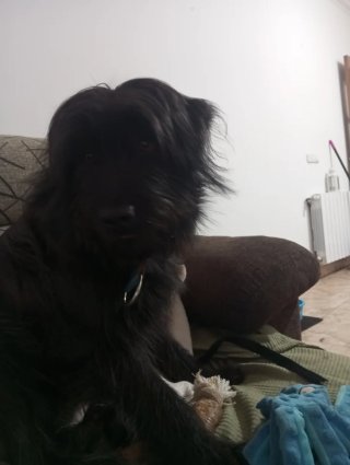 Paseador de perros