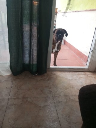 Paseador de perros