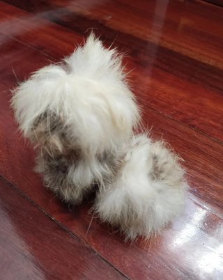 Perro decorativo