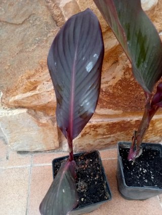 Piccola pianta di Canna Indiana con fiore rosso in vaso