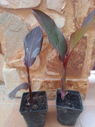 Piccola pianta di Canna Indiana con fiore rosso in vaso