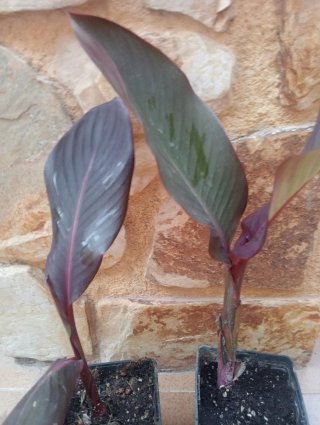 Piccola pianta di Canna Indiana con fiore rosso in vaso