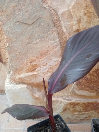 Piccola pianta di Canna Indiana con fiore rosso in vaso