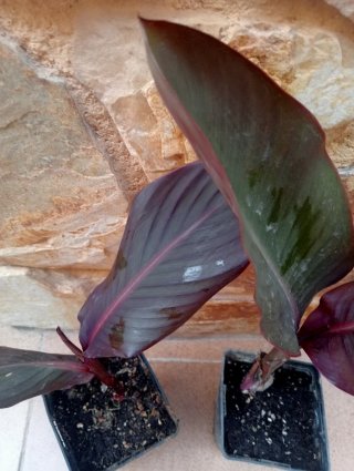 Piccola pianta di Canna Indiana con fiore rosso in vaso