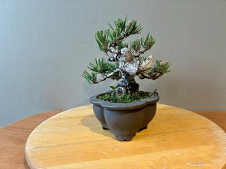 Bonsai Pino Thunbergii