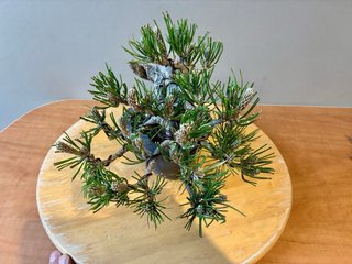 Bonsai Pino Thunbergii