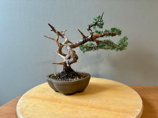 Bonsai Juniperus Chinensis Itoigawa