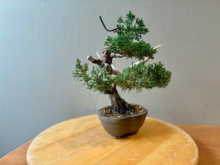Bonsai Juniperus Chinensis Itoigawa