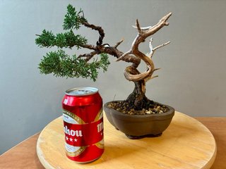 Bonsai Juniperus Chinensis Itoigawa