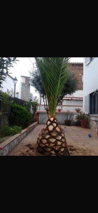 Limpieza de Parcelas