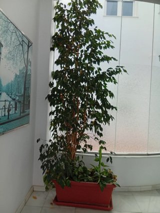 Jardinera Ficus 3m + Potos