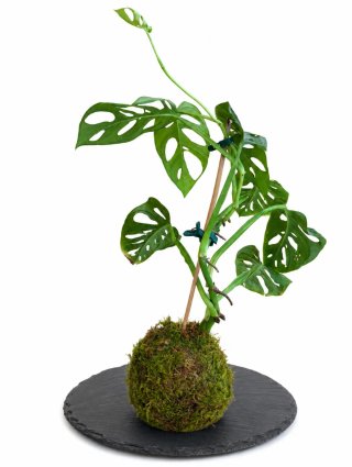 KOKEDAMAS artesanales