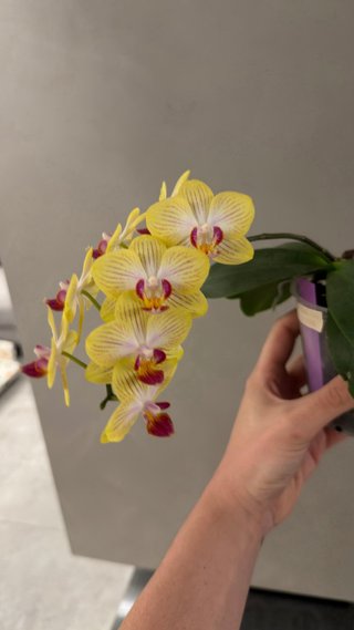 Lotto 2 orchidee