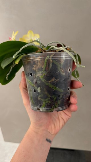 Lotto 2 orchidee