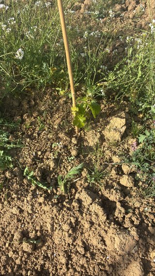Servicio de agrícola