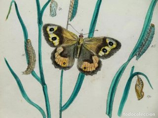 Litografía Mariposas Coloreada ~1840
