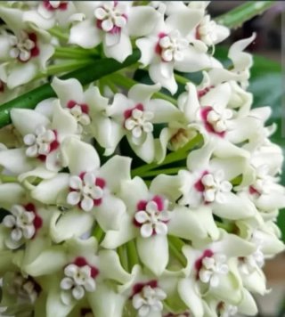 Planta Hoya Australis