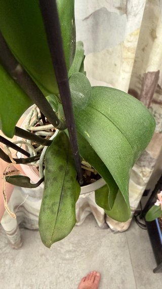 Orchidea Phalaenopsis Carola