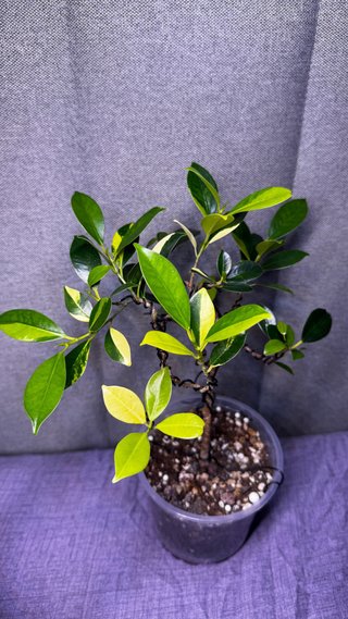 Ficus Tiger Bark Variegado XL