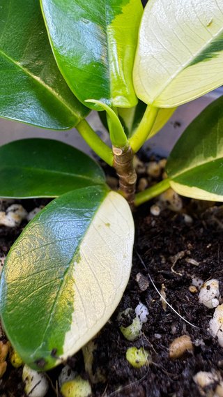Ficus panda variegado