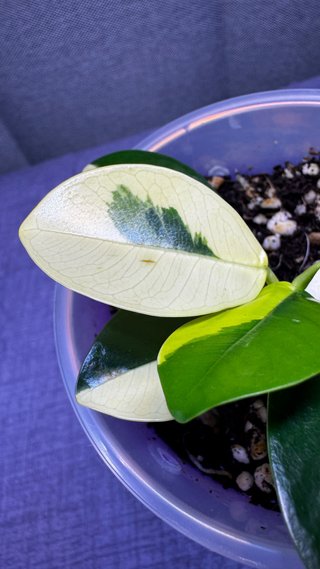 Ficus panda variegado