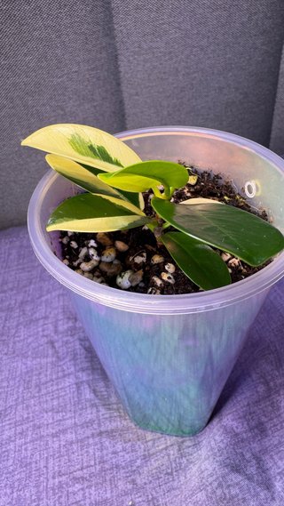 Ficus panda variegado