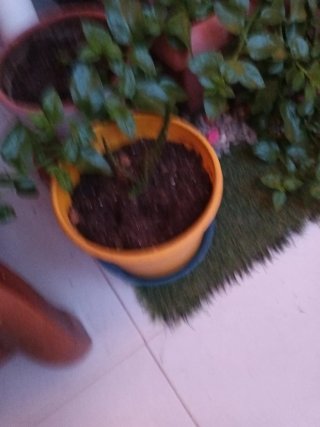 Plantas de interior ALOE VERA 1€