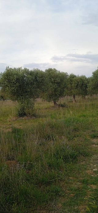 65 olivos en producción a medias
