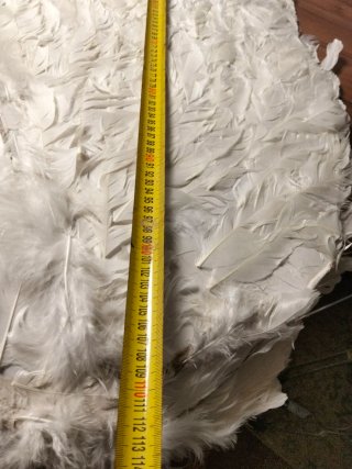 Alas de plumas blancas