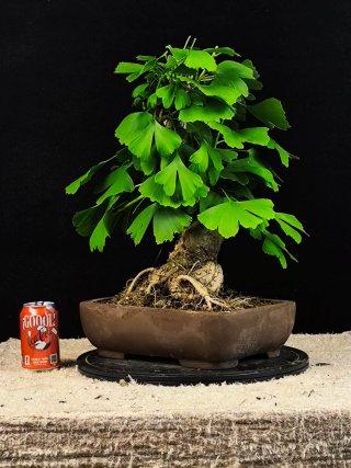 Bonsái Ginkgo