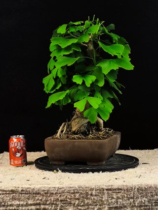 Bonsái Ginkgo