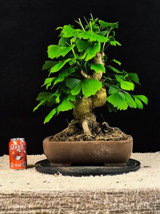 Bonsái Ginkgo